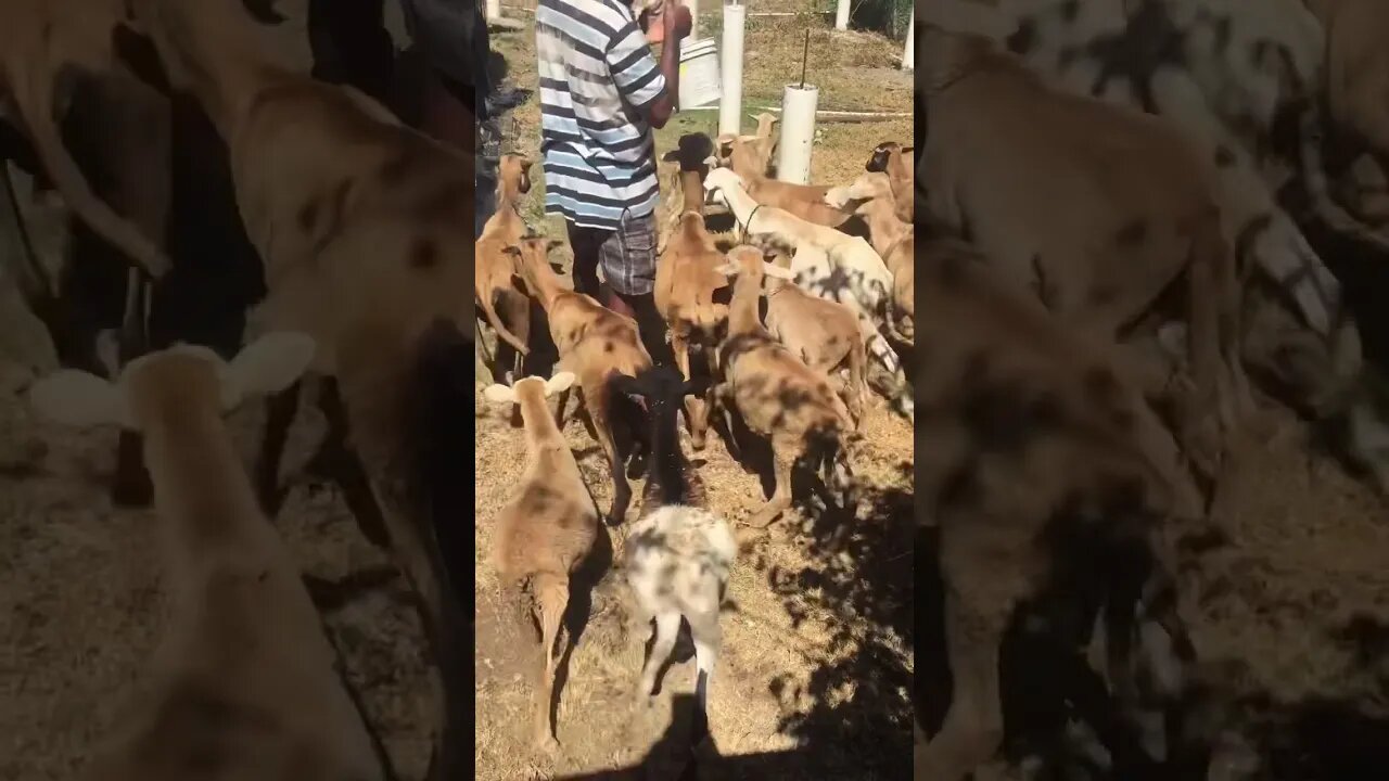 Anarchy during the drought
