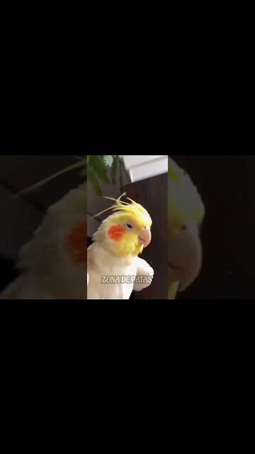 SE BELEZA FOSSE CRIME🤣🤣🤣