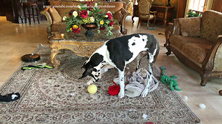 Great Dane Has Fun Chasing And Howling At His Favorite Ball