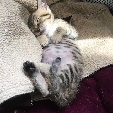 Baby kitten is serious about play time