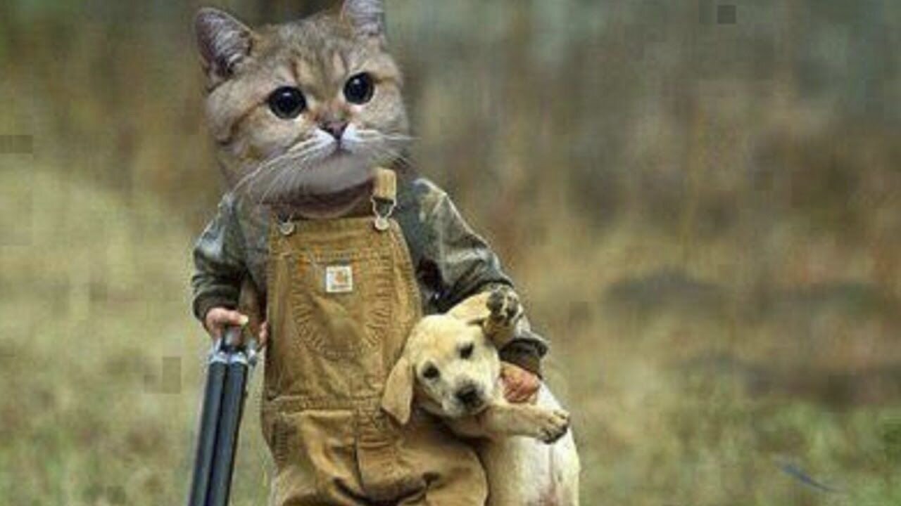 OMG So Cute | Funniest Cats And Dogs #10 🐱🐶
