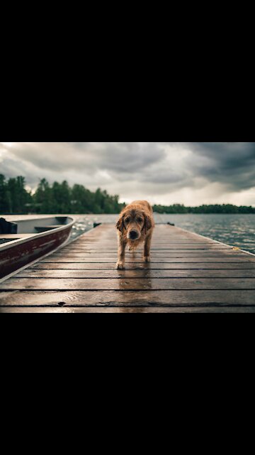 Should Canines wear Glasses Funny Dogs. (Funny Animals #152)