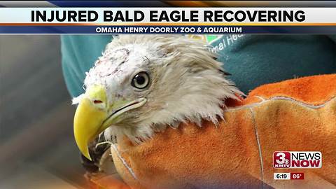 Henry Doorly Zoo: Injured bald eagle recovering well after surgery