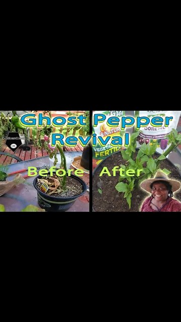 Ghost Pepper Revival