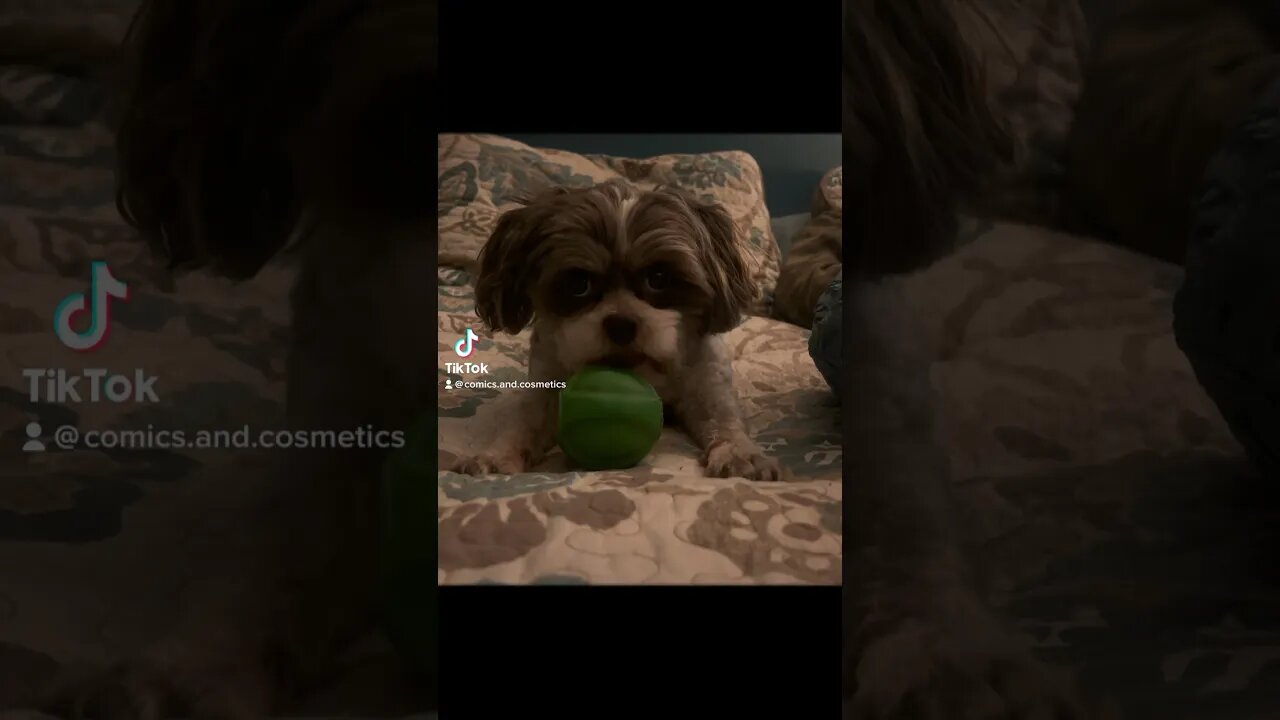 Tiny the #EwokBaby Plays ball-ball #dog #puppy