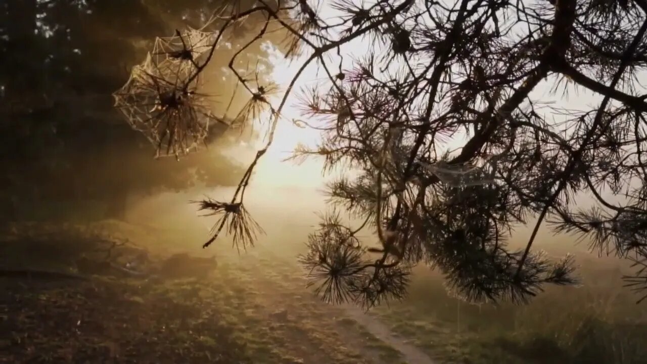 Morning _ Sunrise _ Nature _ Drone Natural Beauty Video