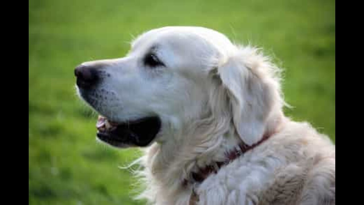 Ce chien est un maître de l'équilibre