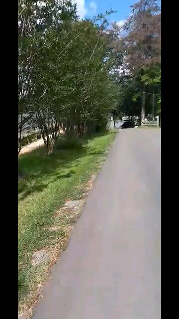 When the tree man says it will cost 2 grand! No Says I!