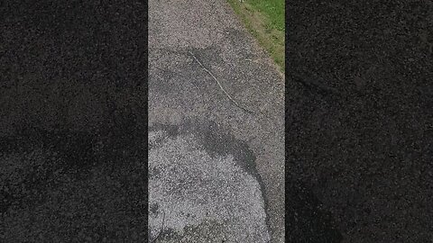 branches everywhere #shorts