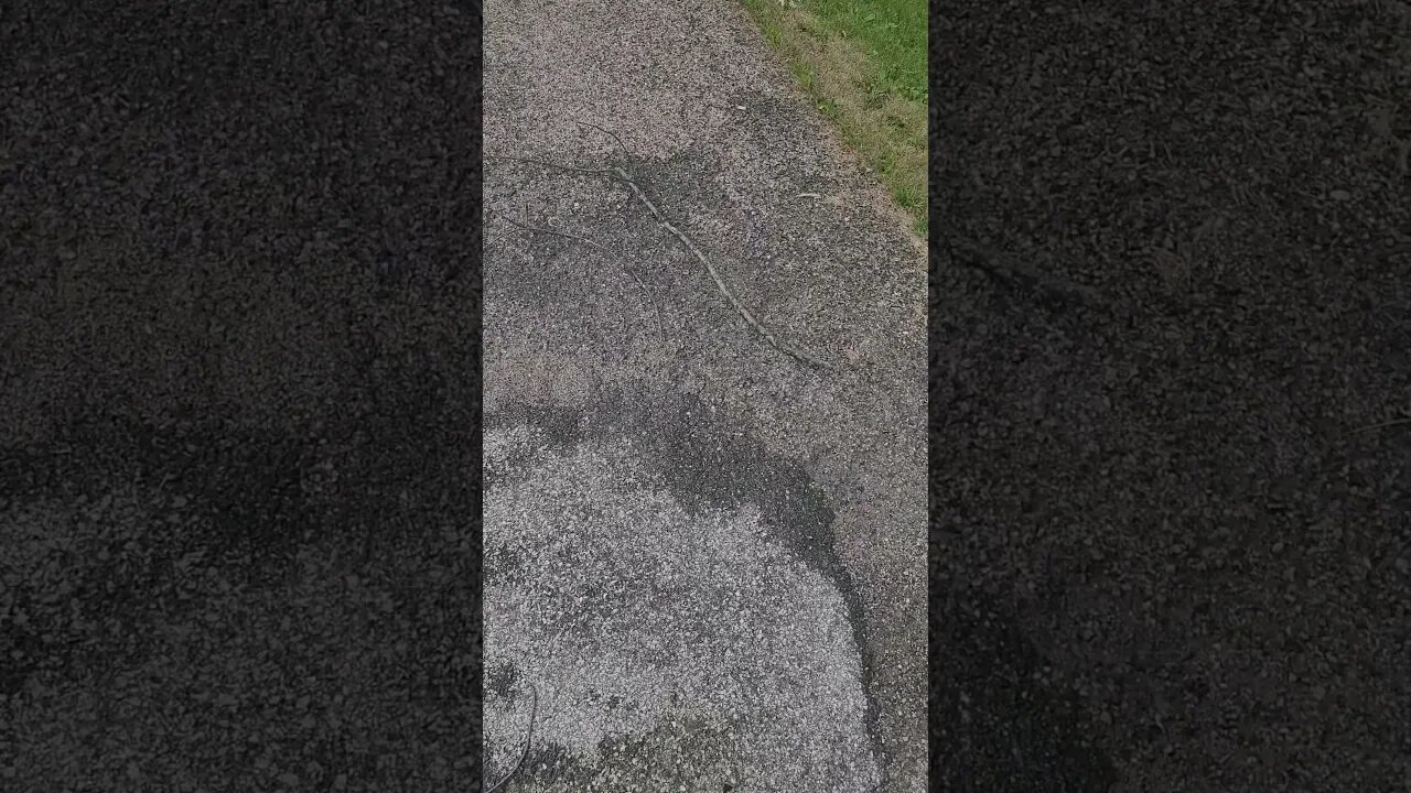 branches everywhere #shorts