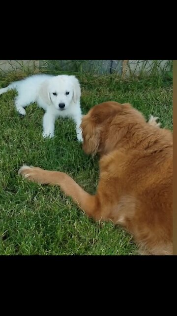 Golden retriever plays outside with new little brother