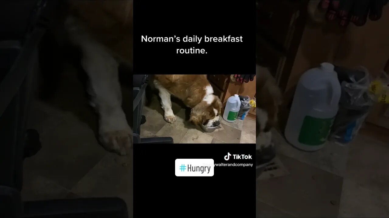 Norman eats every last piece then the pieces on the floor. #hungry #dog #funny #stbernard #yummy