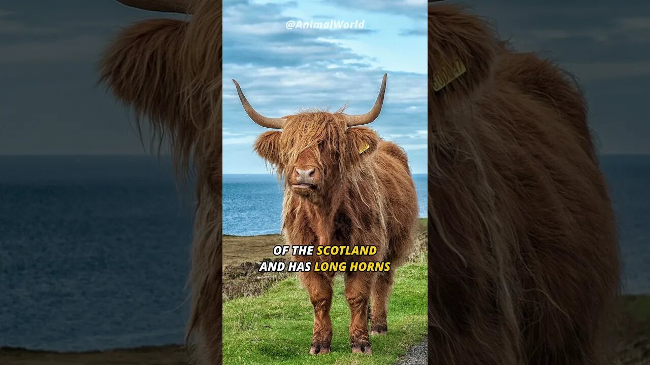 Fluffiest Cattle | The Highland Cattle 🐃