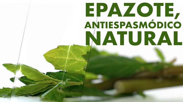 Epazote, antiespasmódico natural