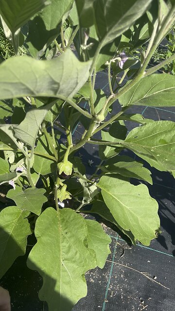Eggplant 🍆 #ChamberlinFamilyFarms #gardening #farming #homesteading
