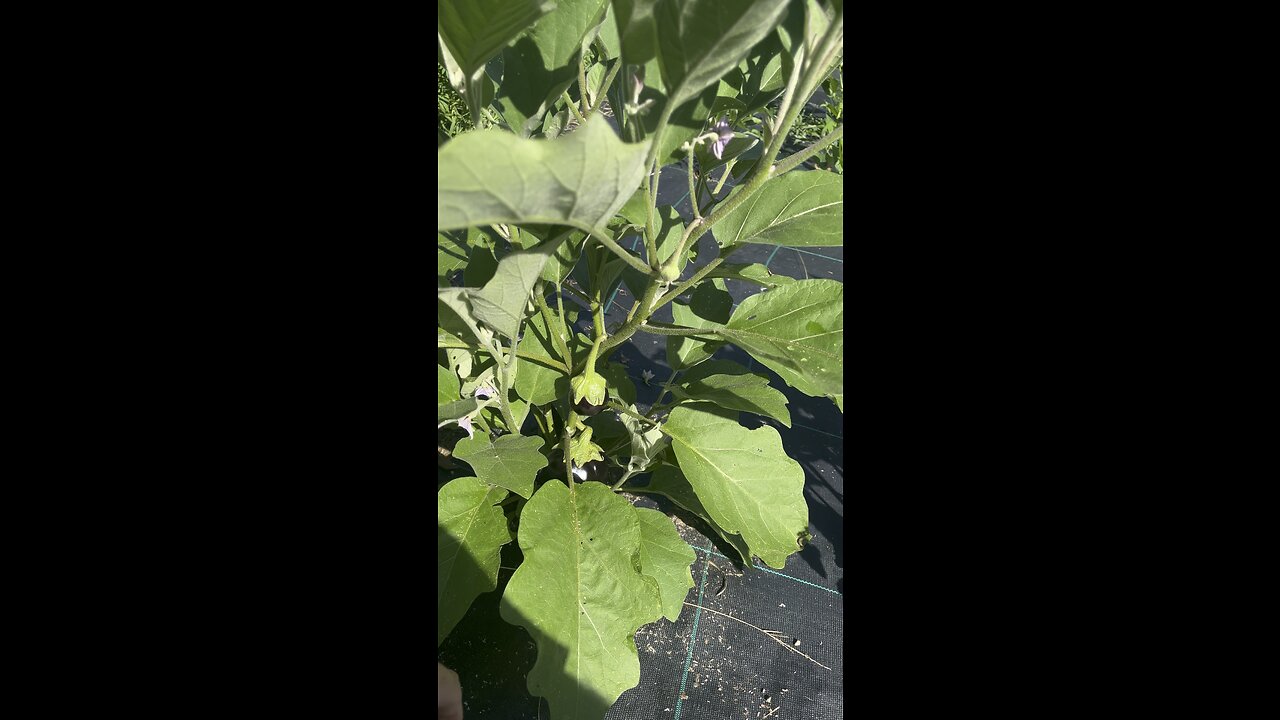 Eggplant 🍆 #ChamberlinFamilyFarms #gardening #farming #homesteading
