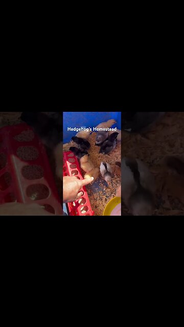 Check out what new chicken breeds I got