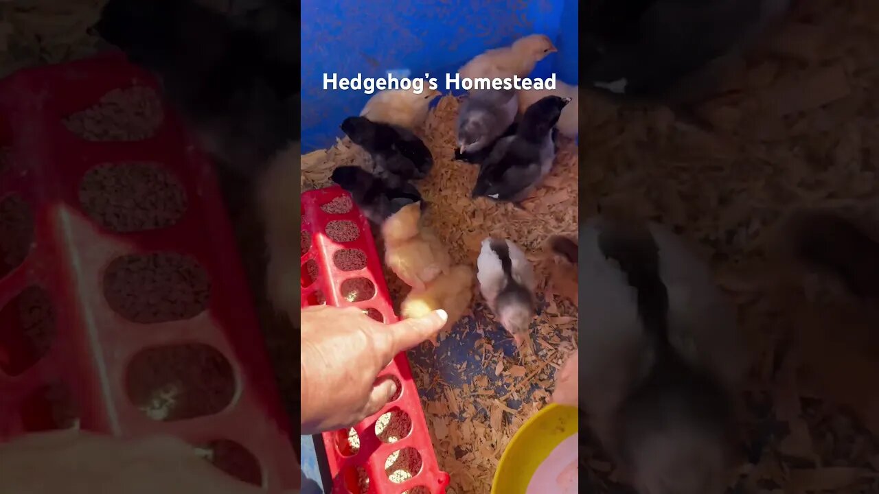 Check out what new chicken breeds I got