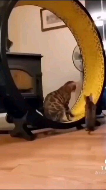 So cute cat funny video 🐈