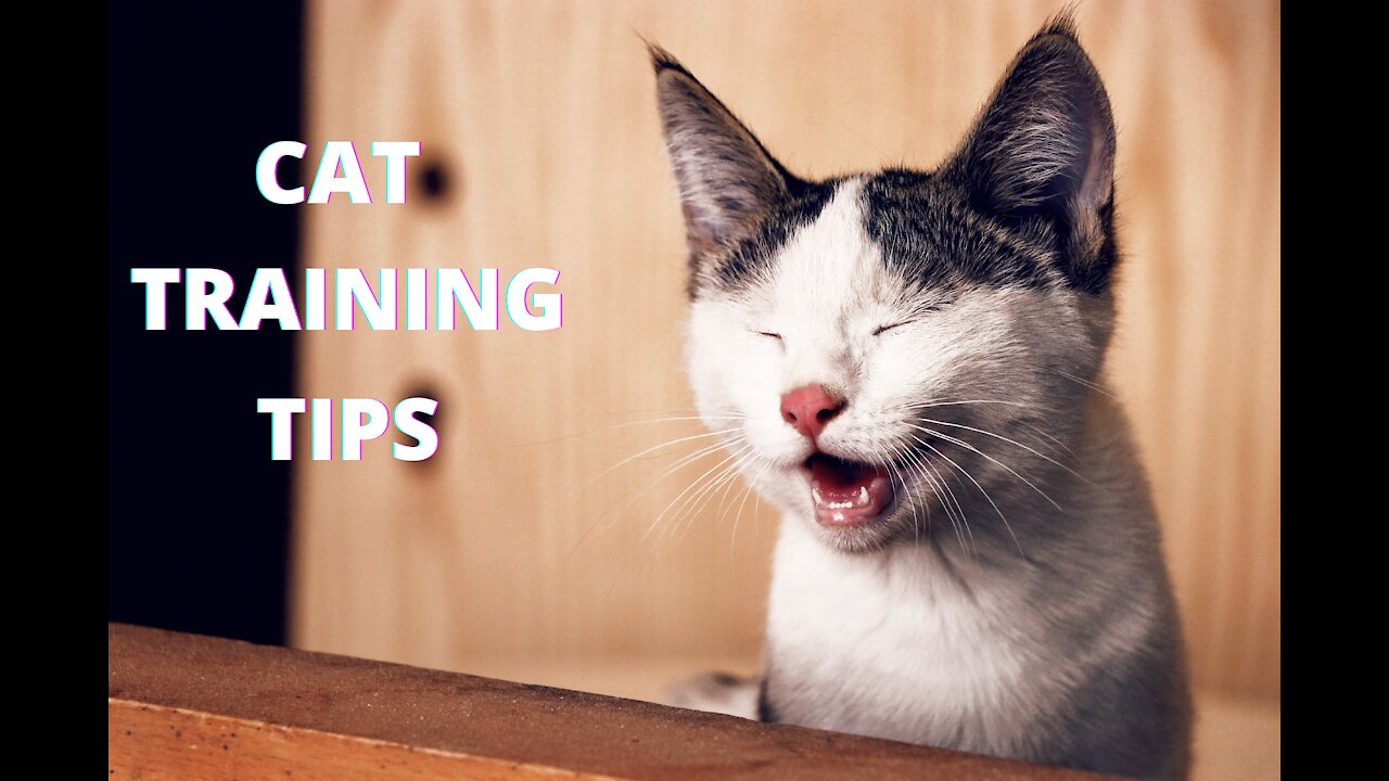 Cat Training Tips - 101 how to educate your cat