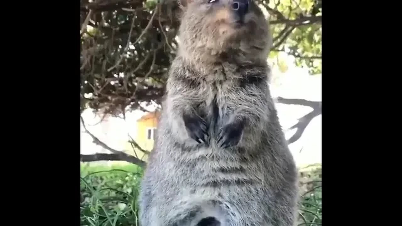 Cute funny Quokka -148