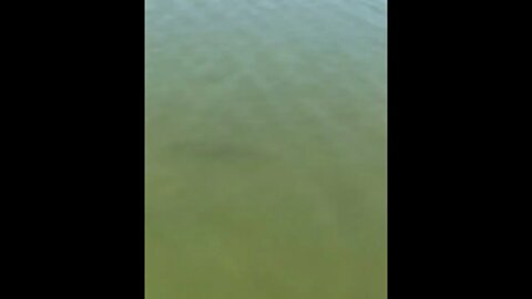 Grey Fish