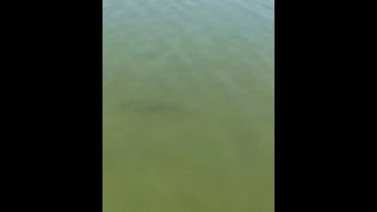 Grey Fish