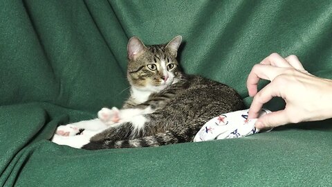 Sweet Kitten Scratches His Chin