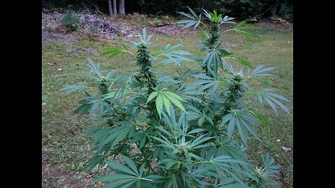 5 day update