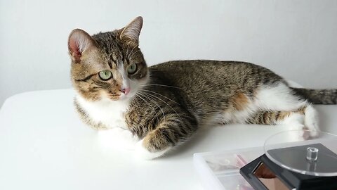 Funny Cat Sees a Fly