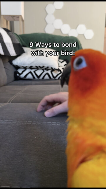 9 Ways to bond with your bird