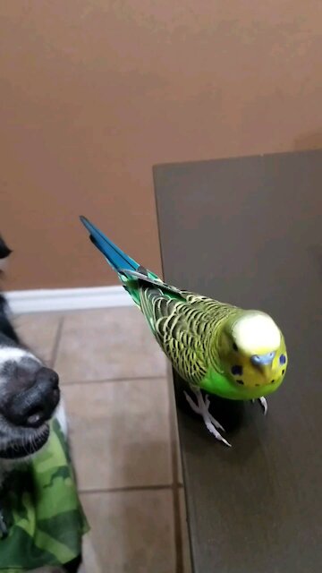 Parakeet jumps on camera