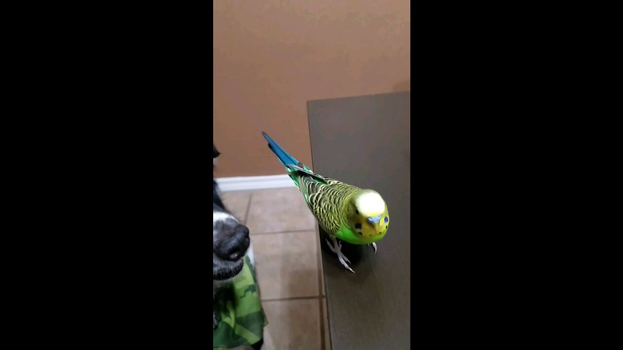 Parakeet jumps on camera