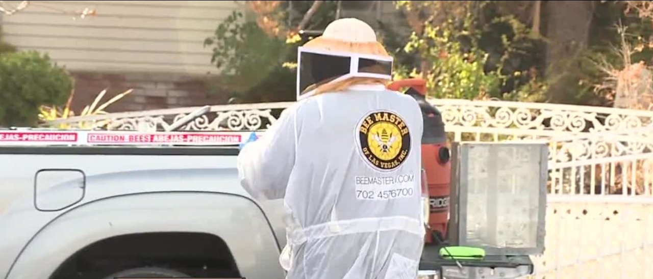 Aggressive bees causing problems in NW Vegas neighborhood