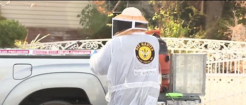 Aggressive bees causing problems in NW Vegas neighborhood