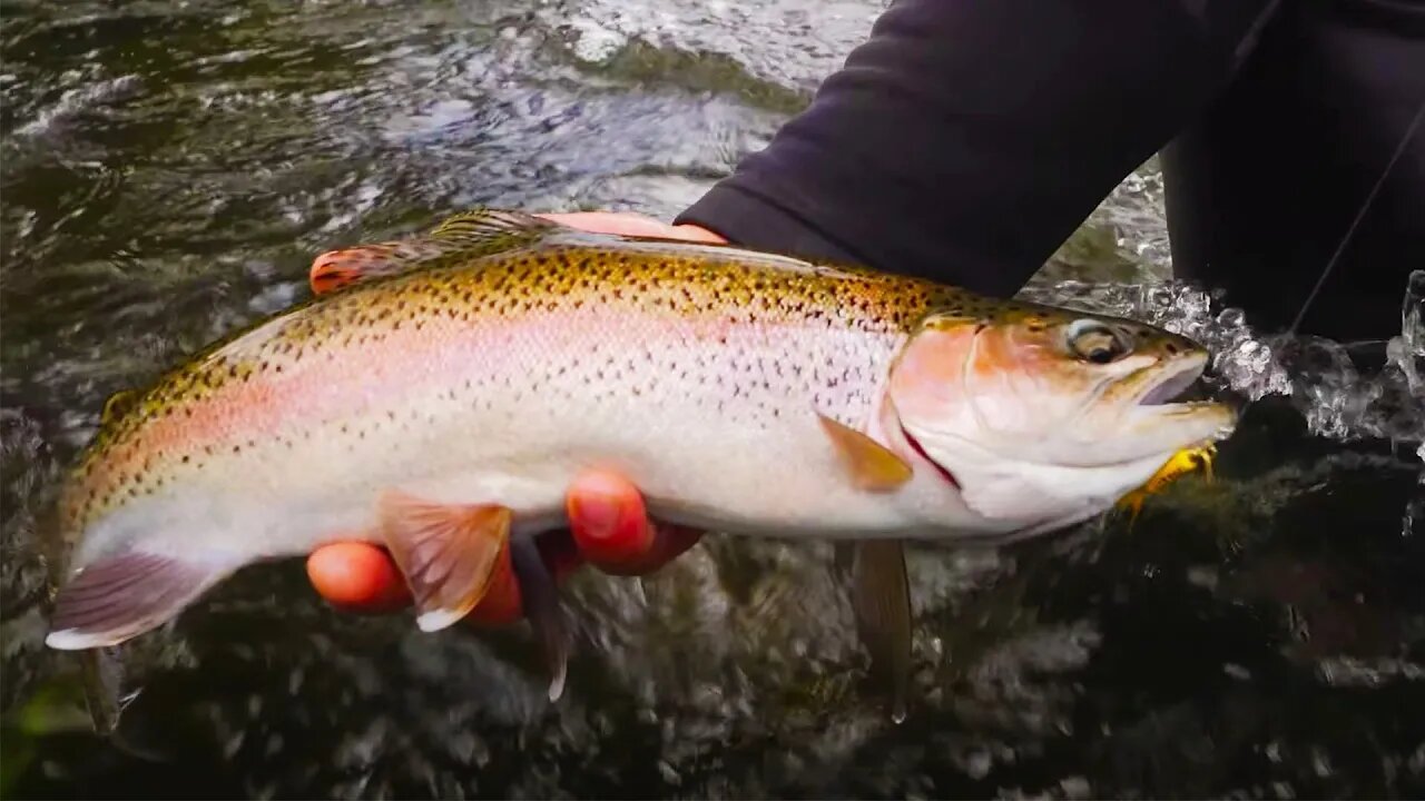 WILD Trout Fishing A MASSIVE Canyon In Patagonia Chile!