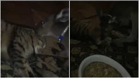 Cucciolo di canguro coccola il gatto