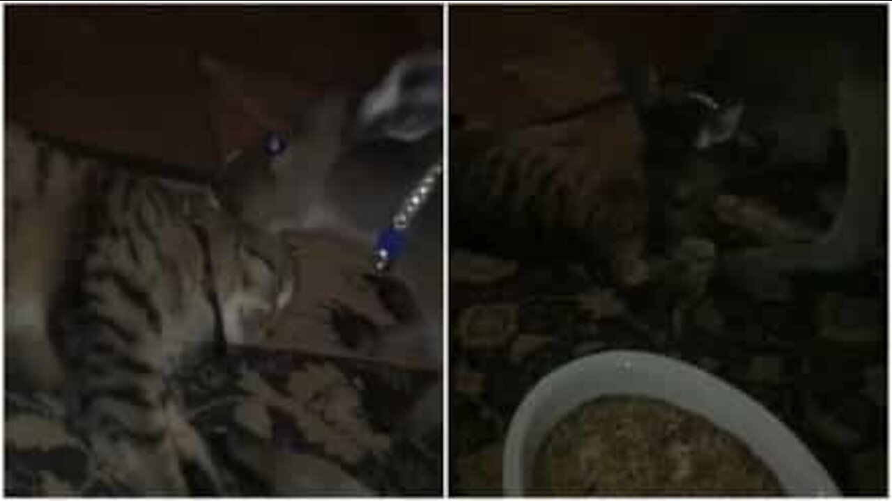 Cucciolo di canguro coccola il gatto