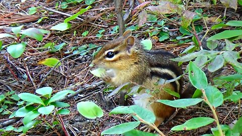 Chipmunk