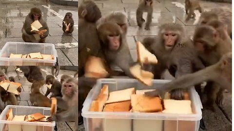 It rained heavily all day and the monkeys were starving.
