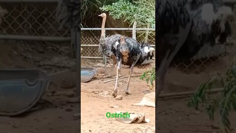 Couple Ostrich #shorts