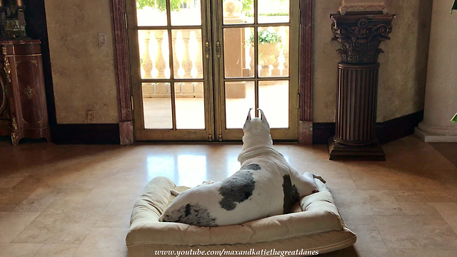 Grieving Great Dane Mourns Loss Of Best Friend By Waiting At The Door