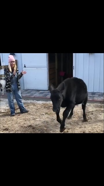 Happy Steer Takes First Steps On Field