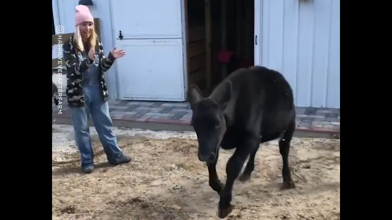 Happy Steer Takes First Steps On Field