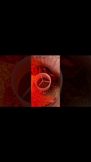 We have baby chicks!