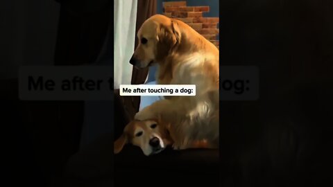 Divine touch🐶🥺❤️