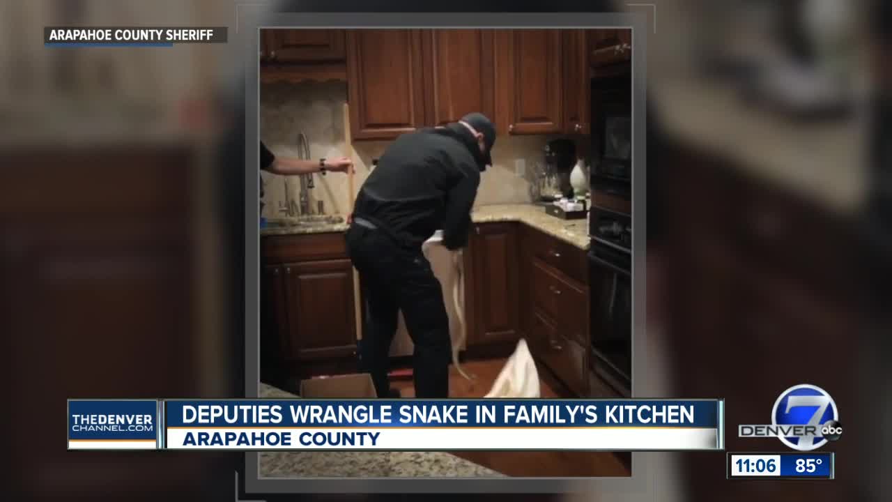 Deputies catch snake that slithered into Foxfield home