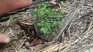 Moringa saplings need protection.