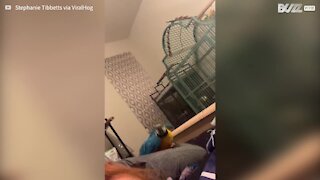 Parrot gets in a flap when it hears nickname