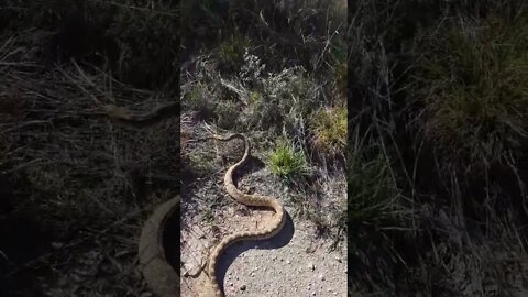 Huge king snake crossing the road. Strikes my boot!